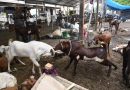 एमपीसीबीने पीसीबीला कत्तलखान्यात कत्तलखान्या बंद केल्याबद्दल नोटीस दिली आहे